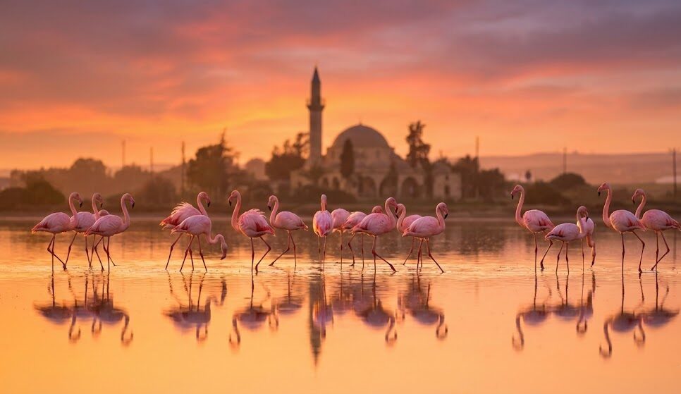Bliższe ujęcie stada różowych flamingów brodzących w Słonym Jeziorze w Larnace o zachodzie słońca.