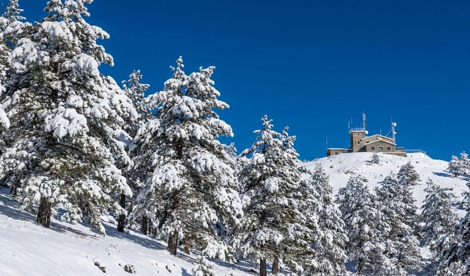 Zdjęcie przedstawiające zaśnieżone sosny czarne w górach Troodos.